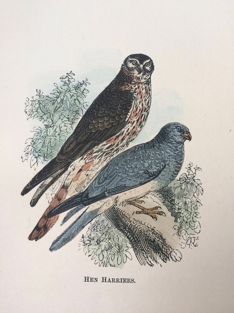 Today's only 1907 Hen Harriers Original Hand-Coloured Engravin Matted Be super welcome Antique