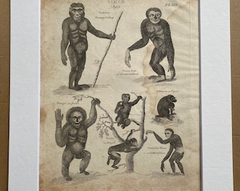 1806 Apes - Orangutan, Gibbon, Magot, Jocko Original Antique Engraving - Mounted and Matted - Available Framed