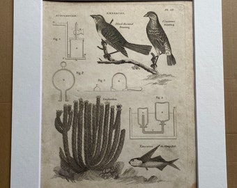 1806 Eudiometer, Euphorbia, Flying Fish, Bunting Original Antique Engraving - Encyclopaedia - Mounted and Matted - Available Framed