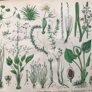 1880 年 大型オリジナルアンティーク植物リトグラフ - 植物プリント - 植物学 - 植物 - 植物アート - 壁装飾 - 草 - スゲ