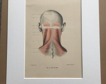 1890 Original Antique Anatomical Print - Head and Neck Muscles - Anatomy - Medical Decor - Mounted and Matted - Available Framed