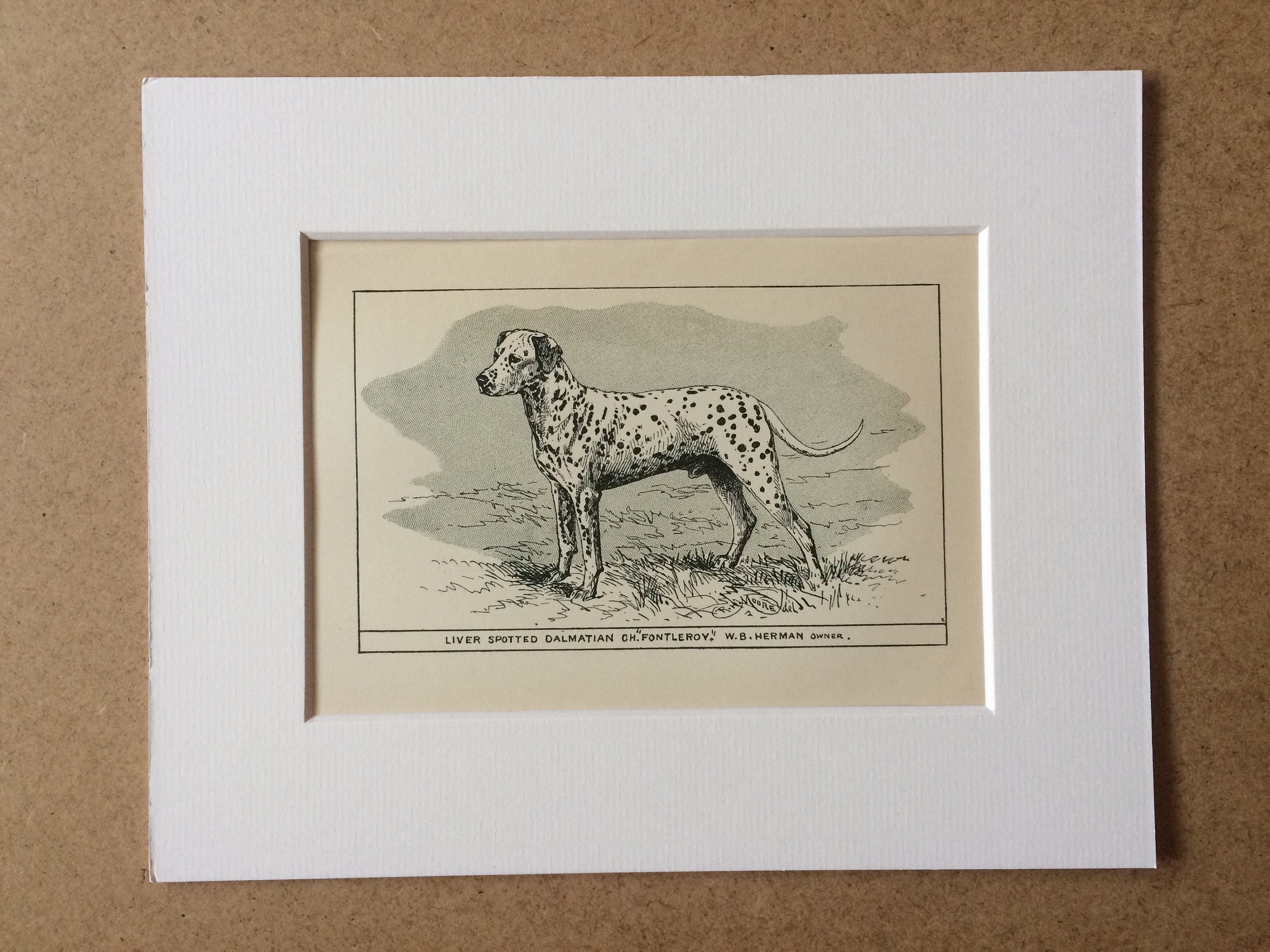 1900 Dalmatian Original Vintage Dog Illustration Animal Art Dog