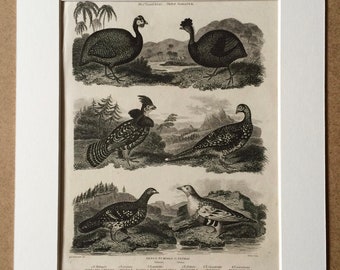 1819 Original Antique Engraving - Ornithology - Pintado and Grouse Varieties - Gallinae - Vintage Bird Art - Available Matted and Framed