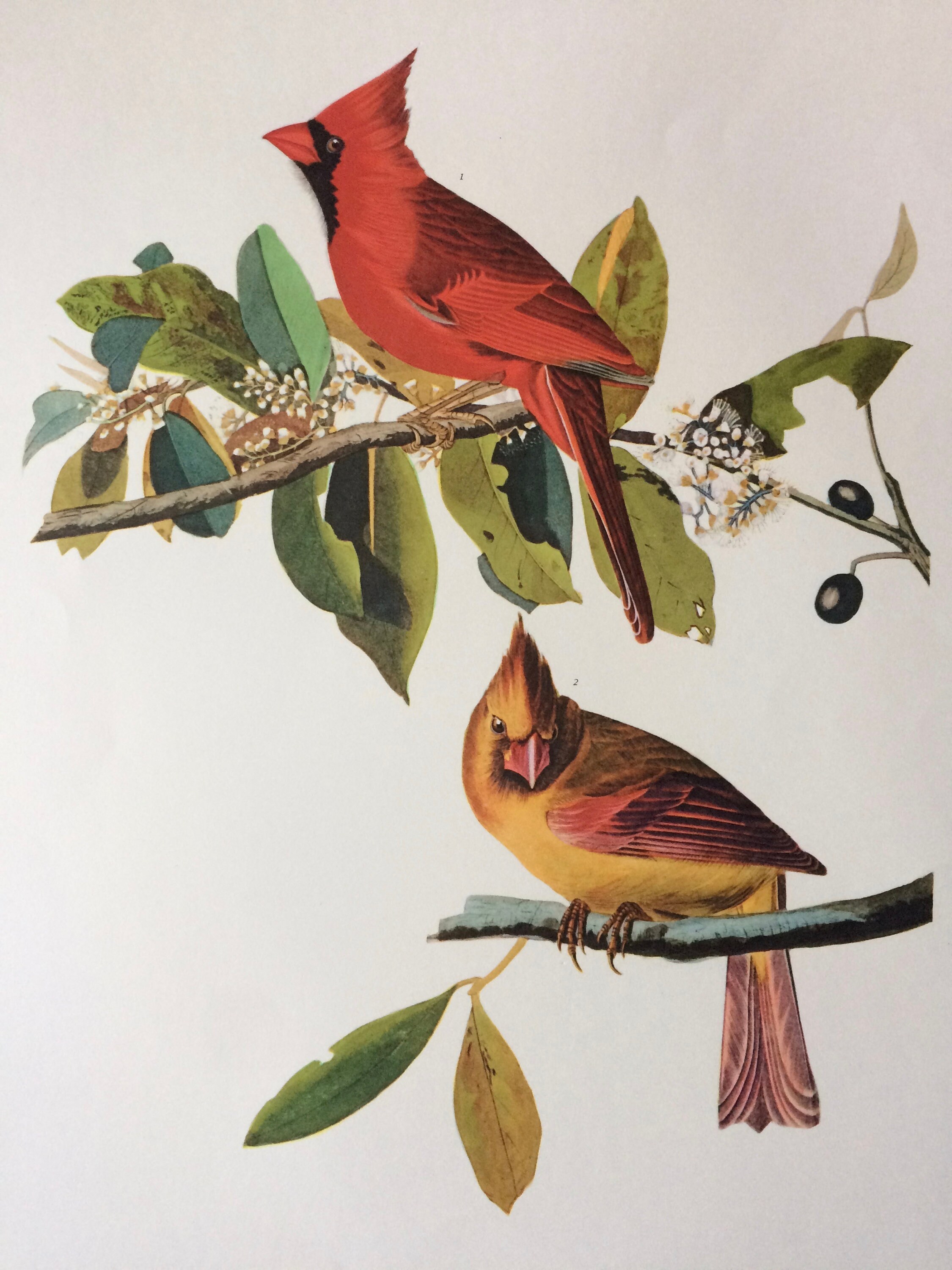 CARDINAL GROSBEAK Large Original Vintage 1964 Audubon Print, 14 x 17