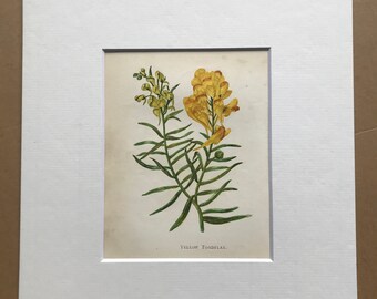 1852 Original Antique Hand-Coloured Anne Pratt Botanical Illustration - Yellow Toadflax - Botany - Garden - Available Framed