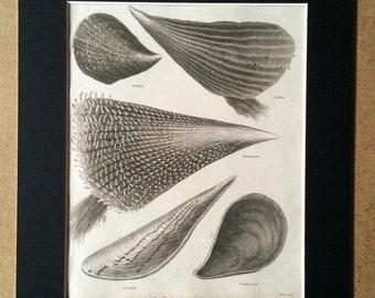1819 Original Antique Engraving - Seashell - Shell - Conchology - Shellfish - Marine Wildlife Decor - Available Matted and Framed
