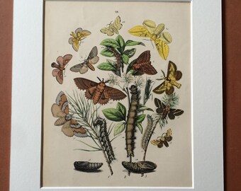 1882 Original Antique Hand-Coloured Engraving - Mounted and Matted - Butterfly - Moth - Lepidoptera - Insect - Entomology - Available Framed