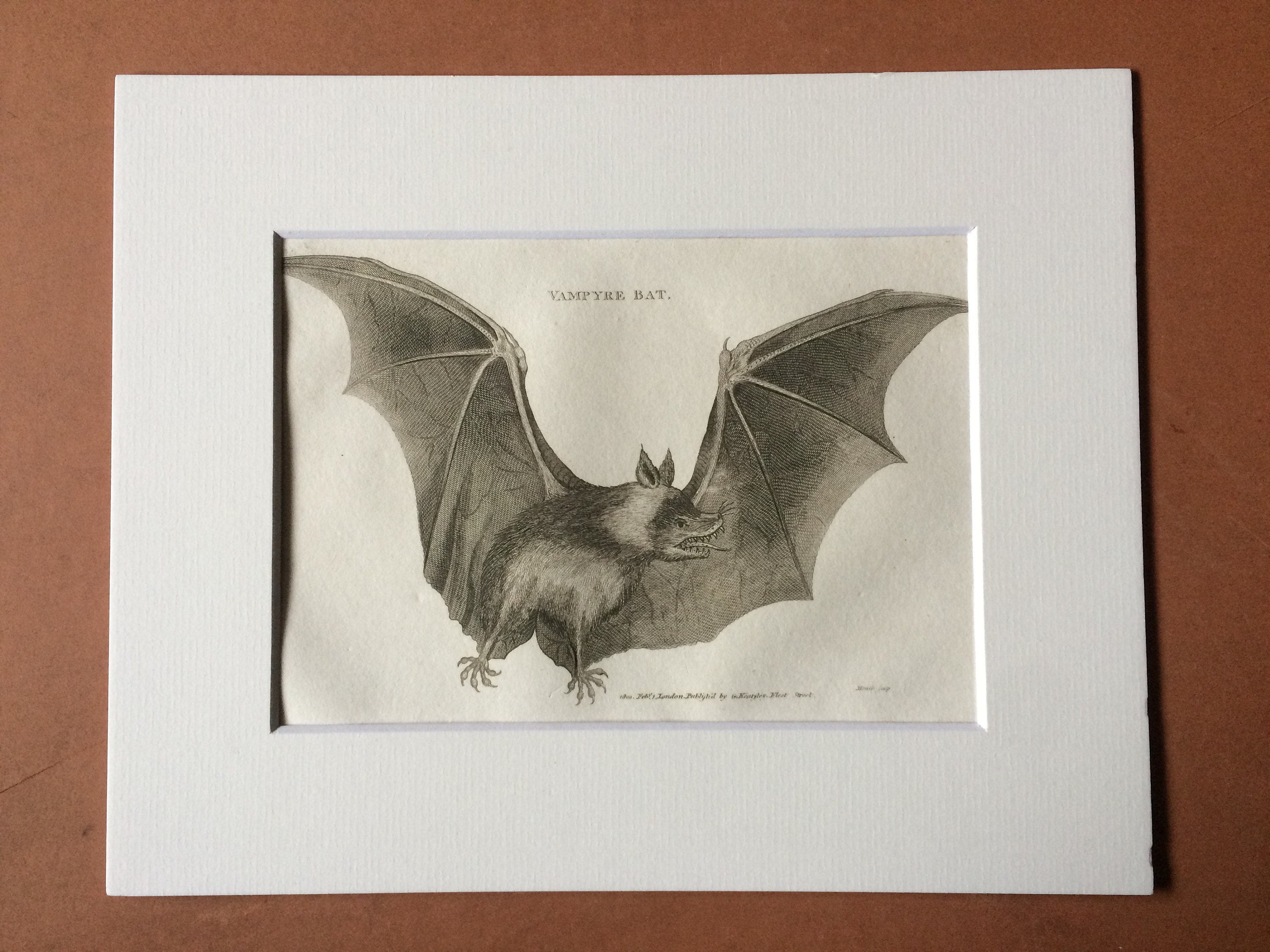 1800 Vampyre Bat Original Antique Engraving Chiroptera Zoology