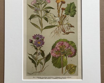 1911 Original Antique Botanical Lithograph - Mounted and Matted - Michaelmas Daisy - Hemp Agrimony - Coltsfoot - Available Framed