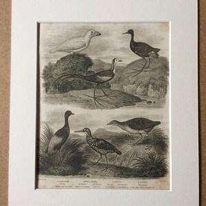1819 Grallae Original Antique Engraving - Available Mounted and Matted - Ornithology - Wading Bird - Jacana, Land Rail, Sheathbill - Framed