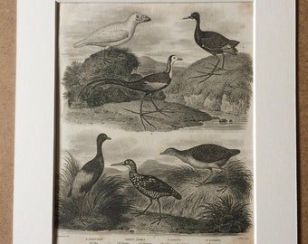 1819 Grallae Original Antique Engraving - Available Mounted and Matted - Ornithology - Wading Bird - Jacana, Land Rail, Sheathbill - Framed