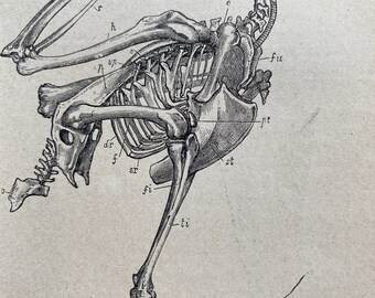 1896 Skeleton of Eagle Original Antique Print - Wildlife - Natural History - Mounted and Matted - Available Framed