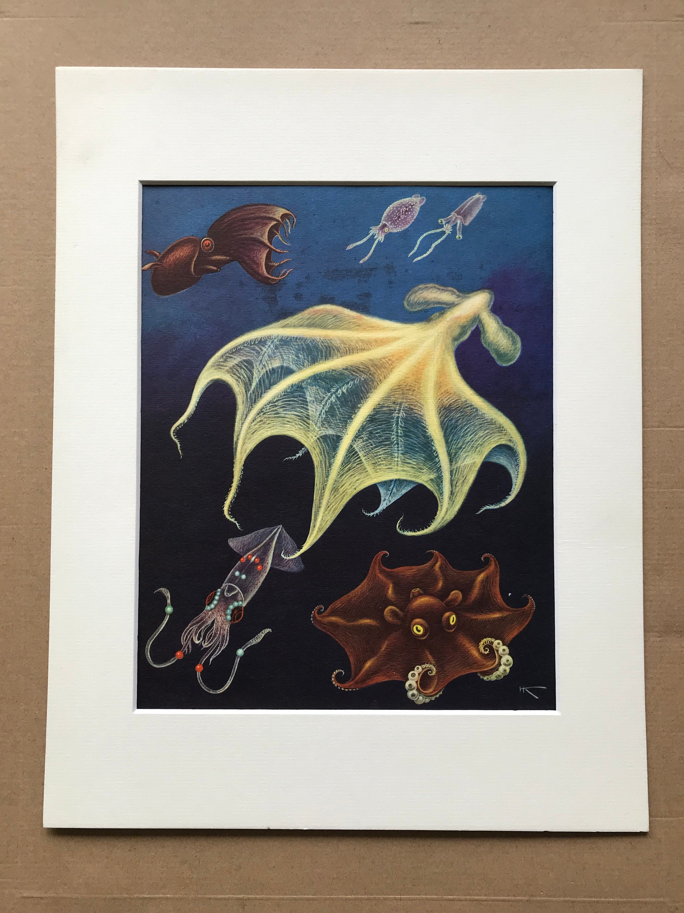 Vampire Squid Reproduction