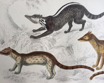 1852 Original Antique Hand-Coloured Engraving - Zibet, Fossane & Malacca Genet - Wildlife - Zoology - Natural History - Decorative Print