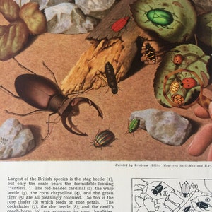 1940s British Beetles Original Vintage Print - Mounted and Matted - Cardinal, Chafer, Ladybird - Insect Art - Entomology - Available Framed