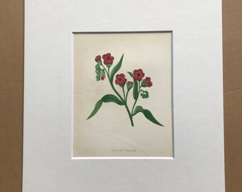 1852 Original Antique Hand-Coloured Anne Pratt Botanical Illustration - Hound's Tongue - Botany - Garden - Available Framed