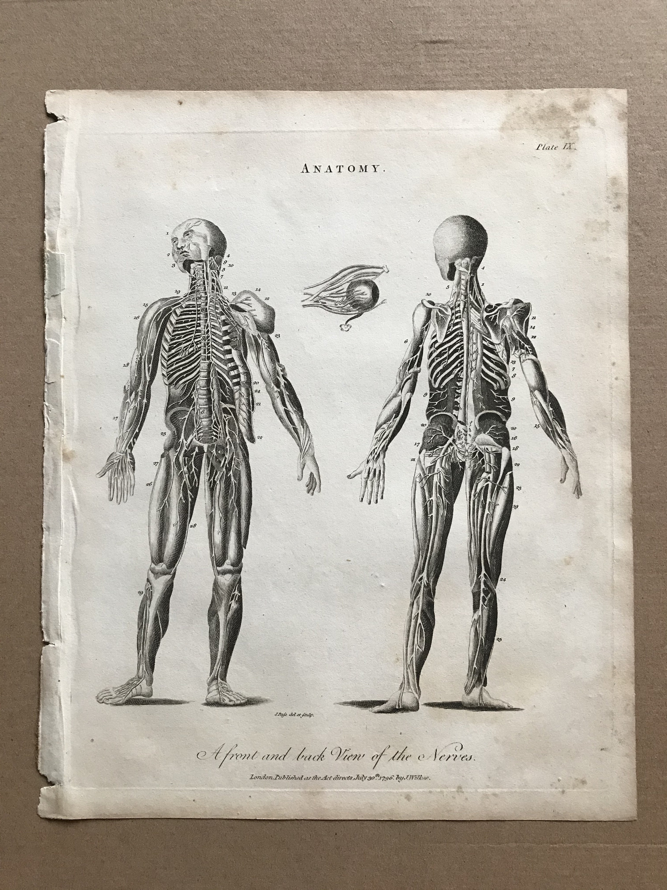 1810 Front and Back View of the Nerves Original Antique Copperplate ...