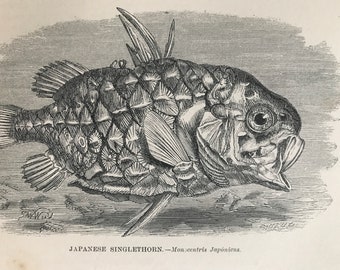 1863 Japanese Singlethorn Original Antique Print - Fish Illustration - Marine Decor - Mounted and Matted - Available Framed