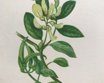1852 Original Antique Hand-Coloured Anne Pratt Botanical Illustration - Sweet Milk Vetch - Botany - Garden - Available Framed