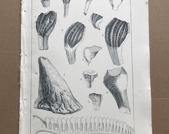 1858 Teeth and Bones of Iguanodon and Iguana Original Antique Engraving - Palaeontology