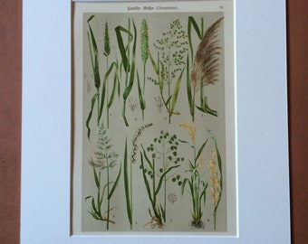 1911 Original Antique Botanical Lithograph - Mounted and Matted - Grass - Sedge - Plant - Botany - Gardener Gift - Available Framed