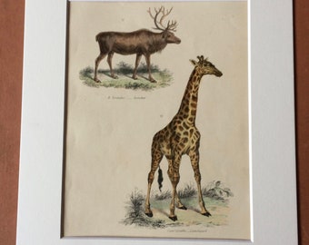 1862 Reindeer and Giraffe Original Antique Hand Coloured Engraving - Available Mounted, Matted and Framed - Wildlife