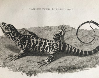 1802 Variegated Lizard Original Antique Engraving - Natural History - Zoology - Reptile - Available Matted and Framed