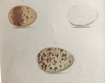 1871 Birds Egg Original Antique Print - Mounted and Matted - Available Framed - Redbreast, Dunnock, Ring Ouzel, Blackbird, Song Thrush
