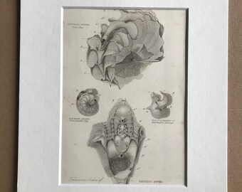 1858 Original Antique Engraving - Nautilus Sypho and Nautilus Ziczac - Palaeontology - Fossil - Geology - Available Matted and Framed