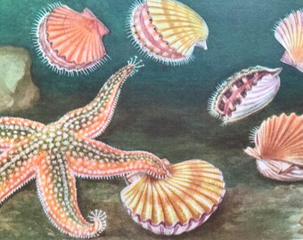 1968 Colourful Vintage Starfish & Clams Print - Mounted and Matted - Available Framed - Marine Decor - Ocean Wildlife - Crustacean