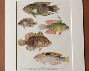 1950 Original Vintage Fish Print - Mounted and Matted - Available Framed - Tropical Fish - Marine Species - Sealife - Ocean Decor