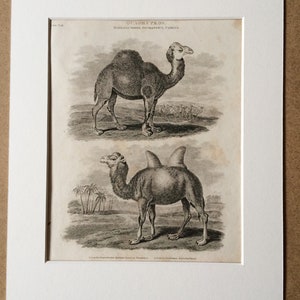1819 Original Antique Engraving - Arabian Camel or Dromedary and Bactrian Camel - Wildlife - Natural History - Available Matted and Framed