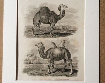 1819 Original Antique Engraving - Arabian Camel or Dromedary and Bactrian Camel - Wildlife - Natural History - Available Matted and Framed