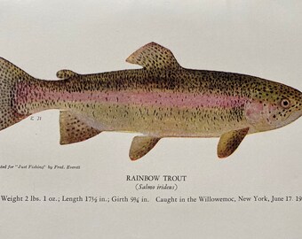 1943 Rainbow Trout Original Vintage Print - Fishing - Angling - Mounted and Matted - Available Framed