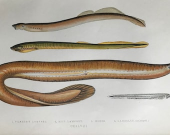 1877 Planer's Lamprey, Mud Lamprey, Borer, Lancelot Original Antique Print - Fish - Marine Decor - Mounted and Matted - Available Framed