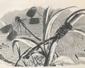 1863 Demoiselle, Great Dragonfly Original Antique Print - Lepidoptera - Entomology - Insect - Mounted and Matted - Available Framed