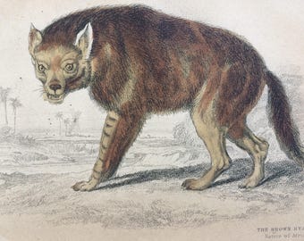 1860 The Brown Hyaena, native of Africa - Original Antique Hand-Coloured Engraving - Matted and Available Framed - Canine Wall Decor