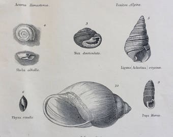 1891 Helix Original Antique Encyclopaedia Illustration - Snail Shell wall decor - home decor - Sagda - Pupa - Nux - Zonites