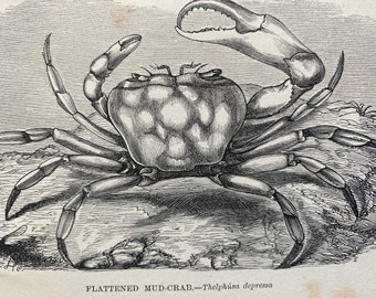 1863 Flattened Mud Crab Original Antique Print - Crustacean - Ocean Wildlife - Mounted and Matted - Available Framed