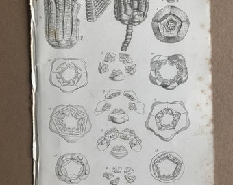 Anthropology, Geology