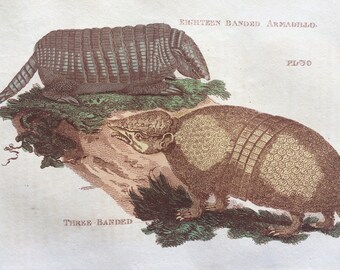 1811 Original Antique Hand-Coloured Engraving - Eighteen and Three Banded Armadillo - Wildlife - Wall Decor - Zoology - Decorative Art
