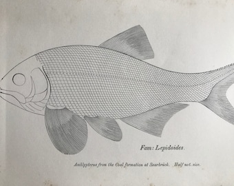 1858 Amblypterus from the Coal formation at Saarbruck Lepidoides Original Antique Engraving - Palaeontology - Fossil