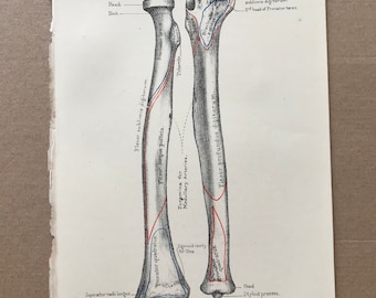 1882 Radius and Ulna - Anterior View Original Antique Print - Medical Decor - Anatomy - Osteology - Bone