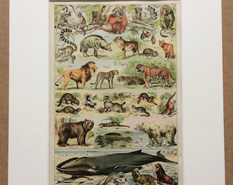 1923 Mammals Original Antique Print - Mounted and Matted - Decorative Art - Wall Decor - Vintage Animal Art - Wildlife Decor