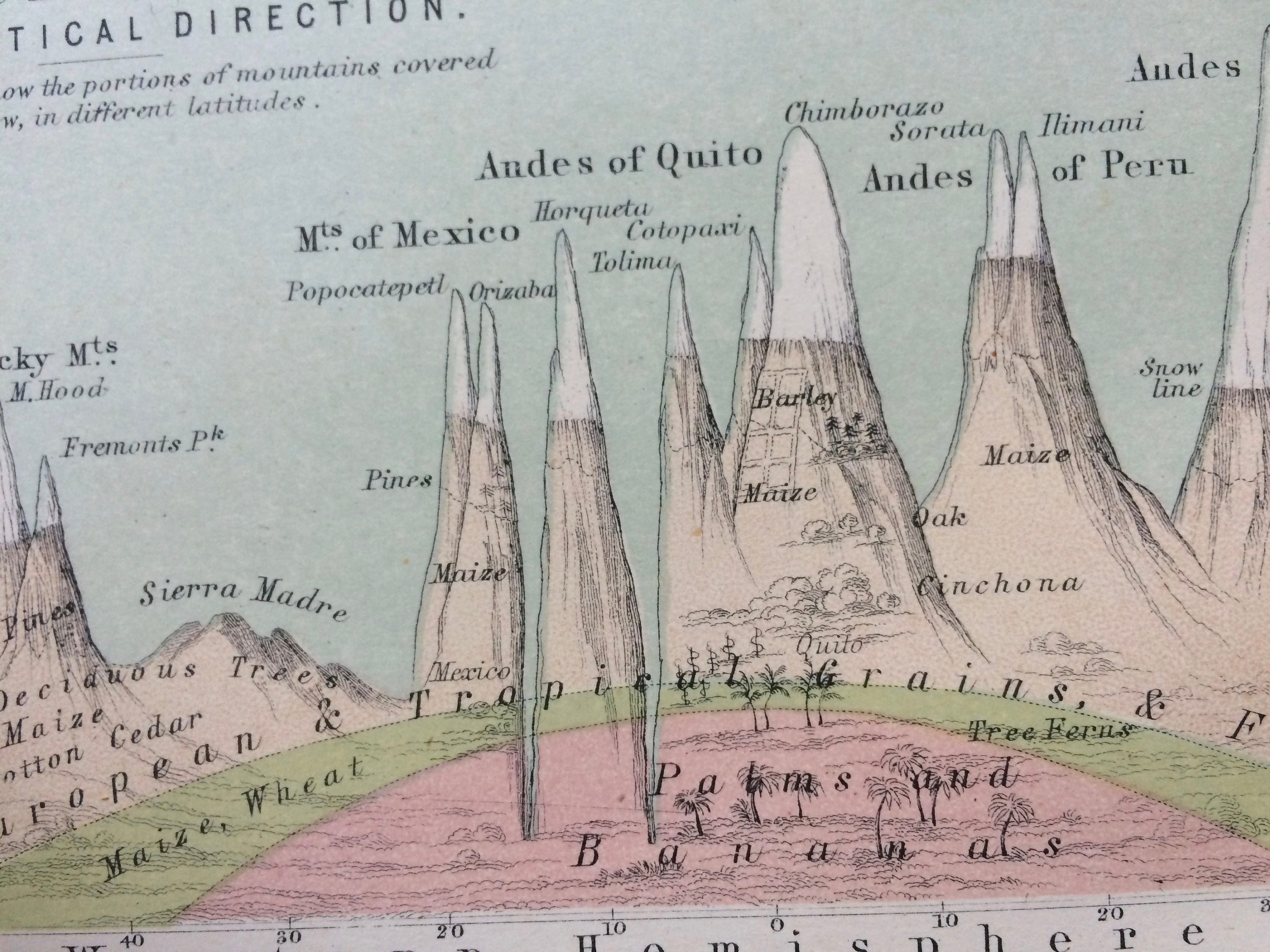 1873 Original Antique World Map showing the distribution of the most important Trees, Shrubs