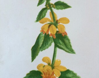 1852 Original Antique Hand-Coloured Anne Pratt Botanical Illustration - Yellow Weasel Snout - Flower - Botany - Garden - Available Framed