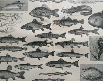 1905 Osseous Fishes, Marsipobranchs and Pharyngobranchs Original Antique Print - Available Framed - Ocean Decor - Ichthyology