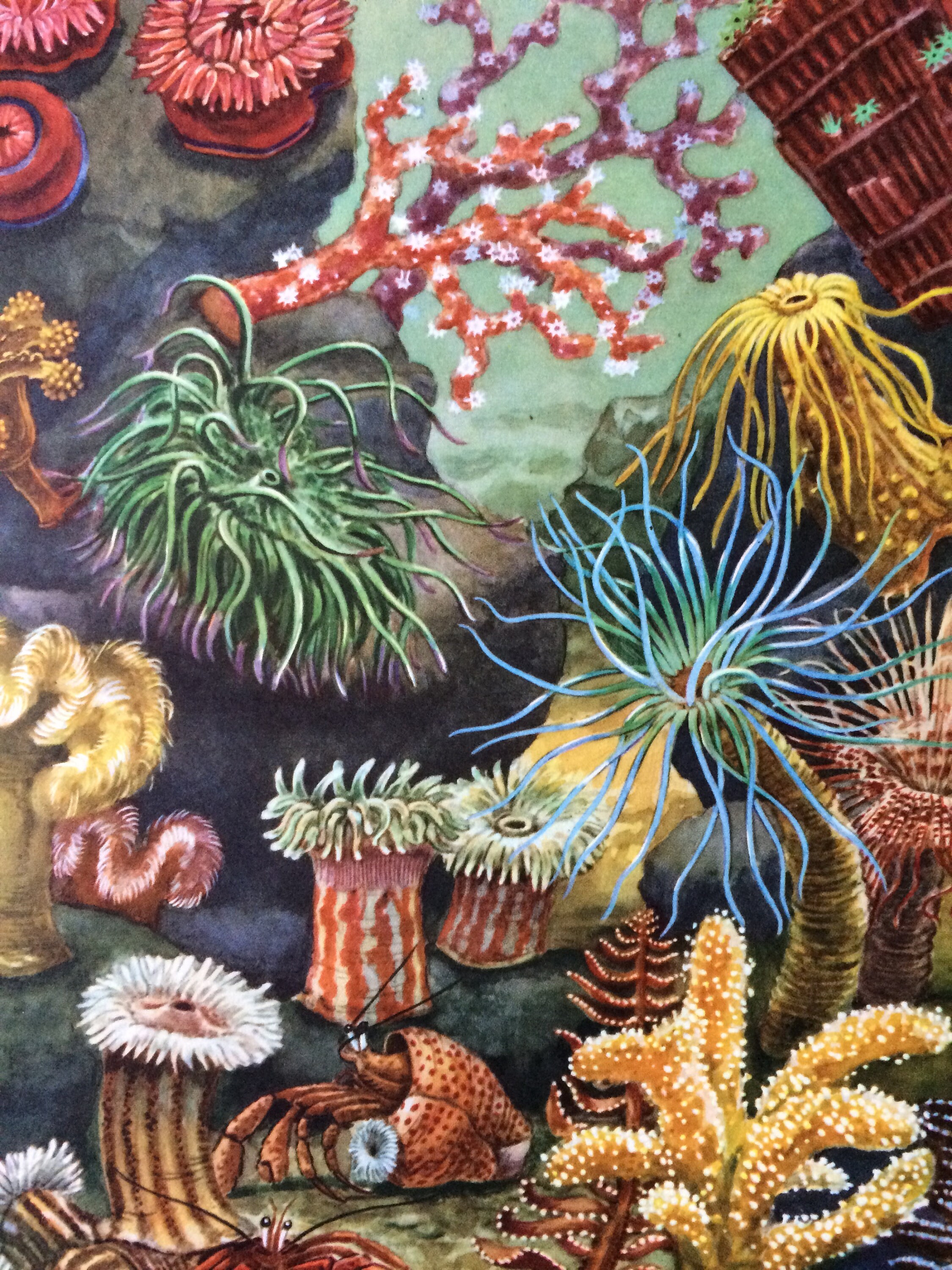 1968 Vintage Tropical Sea Anemone Print Available Framed 14 x 11