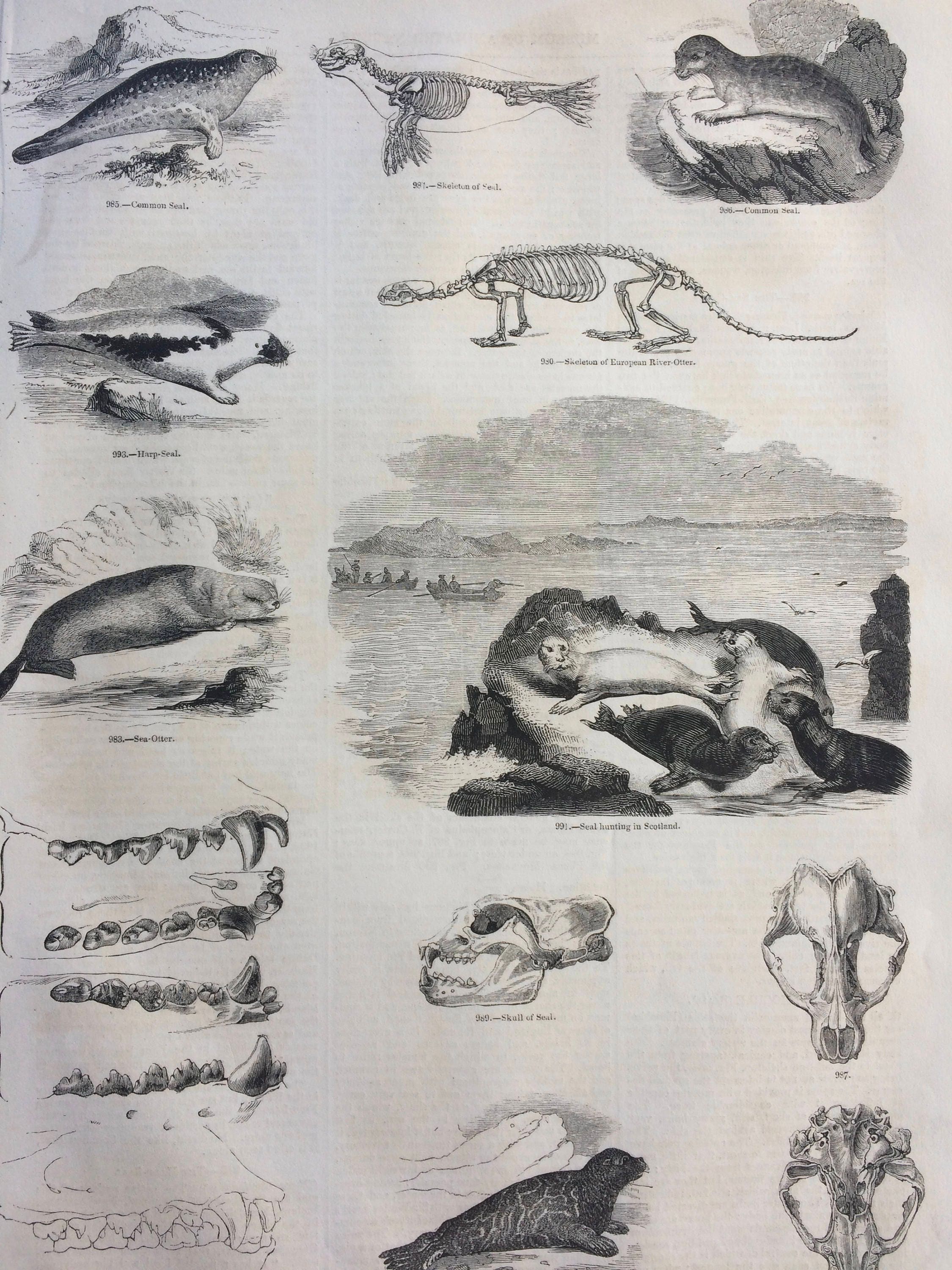 1856 Large Original Antique Engraving - Seal, Harp-Seal, Sea-Otter