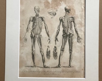 1810 Third Layer of Muscles, Ligaments, Cartilages and Naked Bones Original Antique Copperplate Engraving - Anatomy - Anatomical Decor
